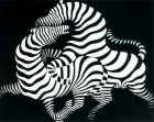Zebrai. 1950 m.